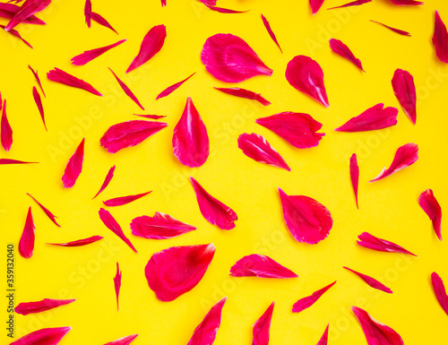 Magenta peony petals on yellow paper background. Flat lay composition. Flower creative pattern.