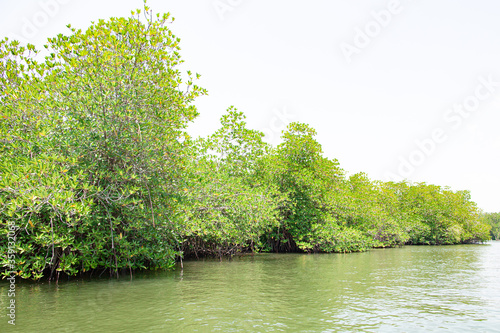 Thickets of mangrove forest on the banks of the river in the tropics.