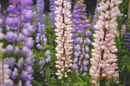 Blooming beautiful pink,purple and blue lupin or lupinus flowers during summer morning.