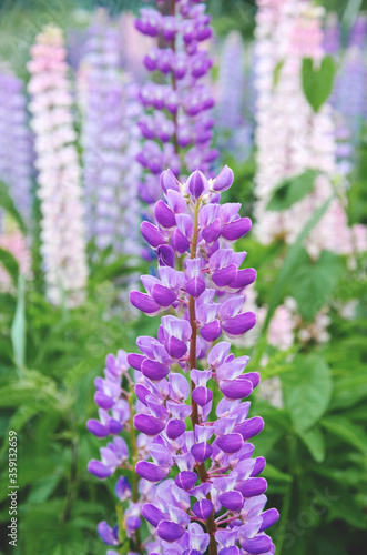 Blooming beautiful pink purple and blue lupin or lupinus flowers during summer morning.
