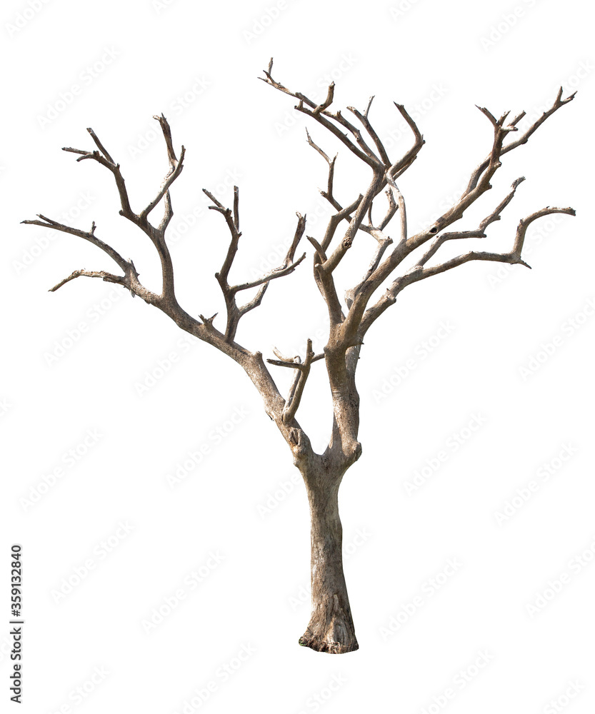 Dead tree isolated on white background