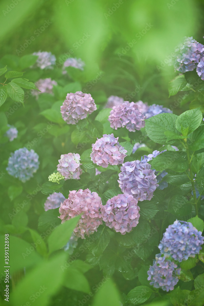 公園の梅雨期の満開のアジサイの花