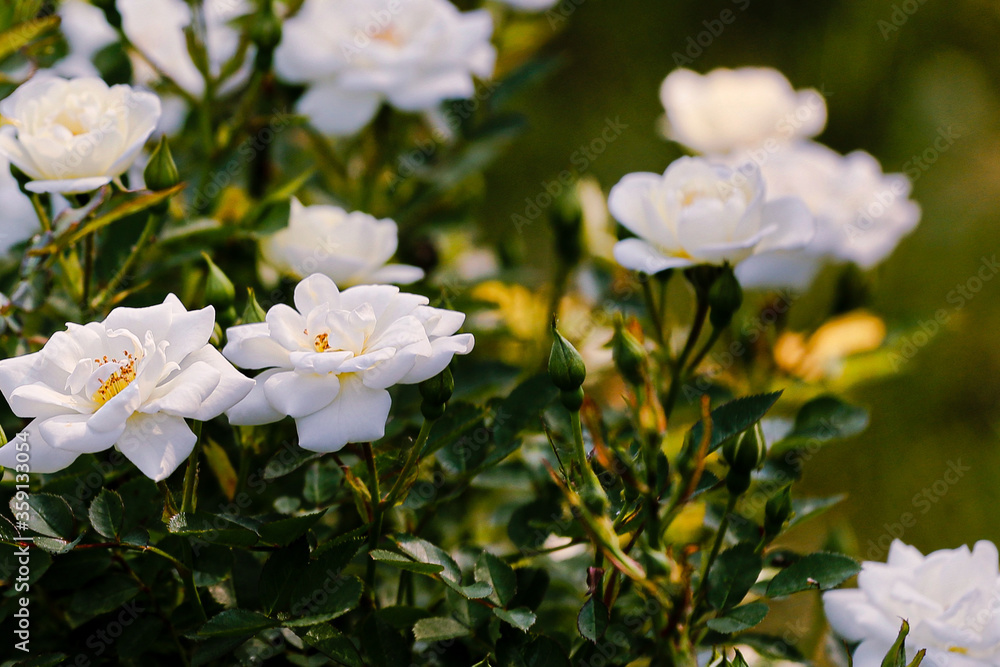 white flowers rose in the garden white flowers rose in the garden