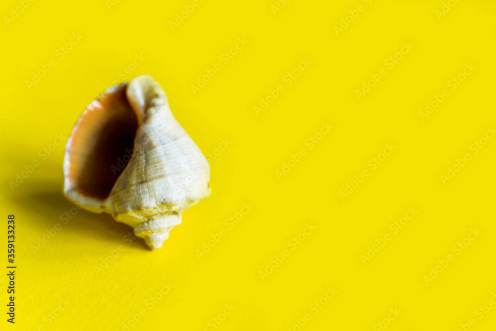 Shell on a yellow background. Place for text. Sea background. The concept of travel, trip to the sea, hearing. Shell in the shape of an ear. Space for an inscription. Shell on a yellow background. Place for text. Sea background. The concept of travel, trip to the sea, hearing. Shell in the shape of an ear. Space for an inscription.