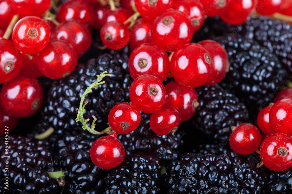 Mulberry and Red Currants background Mulberry and Red Currants background