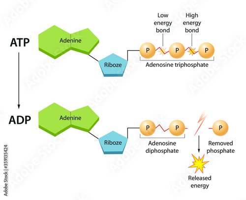 ATP: The Energy Currency for the Cell photo