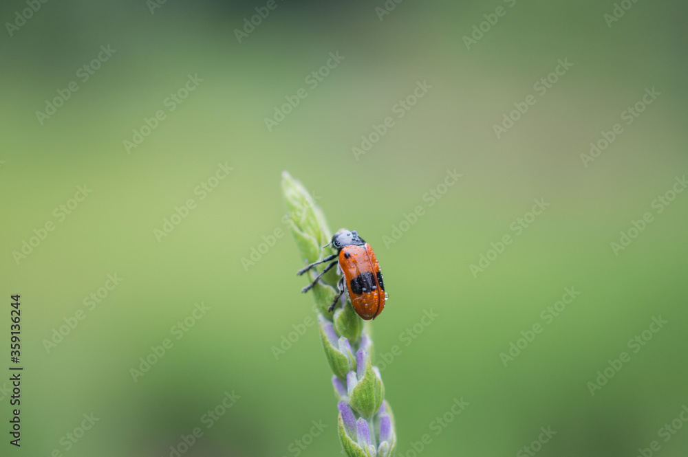 Fototapeta premium Insect3