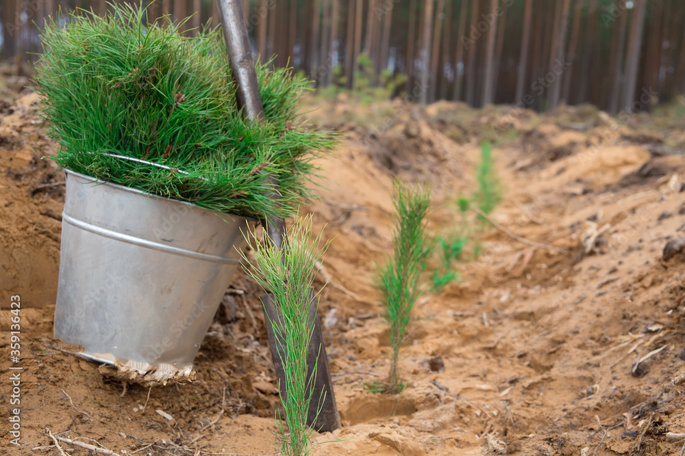 Pine seedlings grow in the ground. A bucket with green seedlings stands in place of a cut down forest. Forest restoration concept. Pine seedlings grow in the ground. A bucket with green seedlings stands in place of a cut down forest. Forest restoration concept.