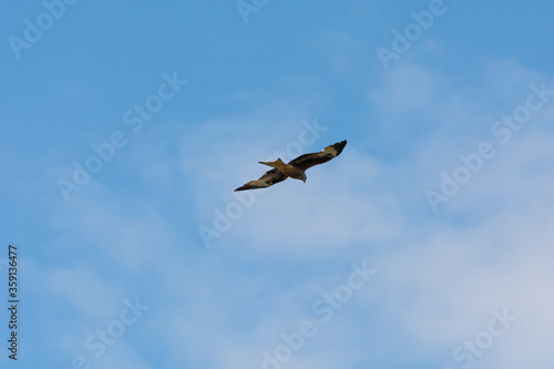 A red kite (Milvus milvus) with a bright blue sky as background. The red kite is a bird of prey in the family Accipitridae. Picture from Scania, southern Sweden