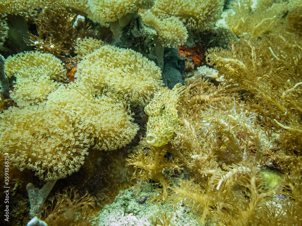 Obraz premium Filefish (Monacanthidae), also known as foolfish, leatherjackets or shingles. Filefish are a diverse family of tropical to subtropical tetraodontiform marine fish. Malapascua, Philippines