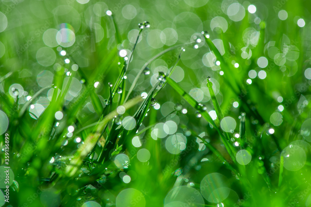 Fresh green grass with dew drops in sunshine and bokeh. Abstract blurry background. Nature background. copy space.