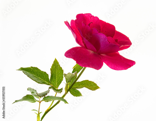 Rosenblüte- Strauchrosenblüte