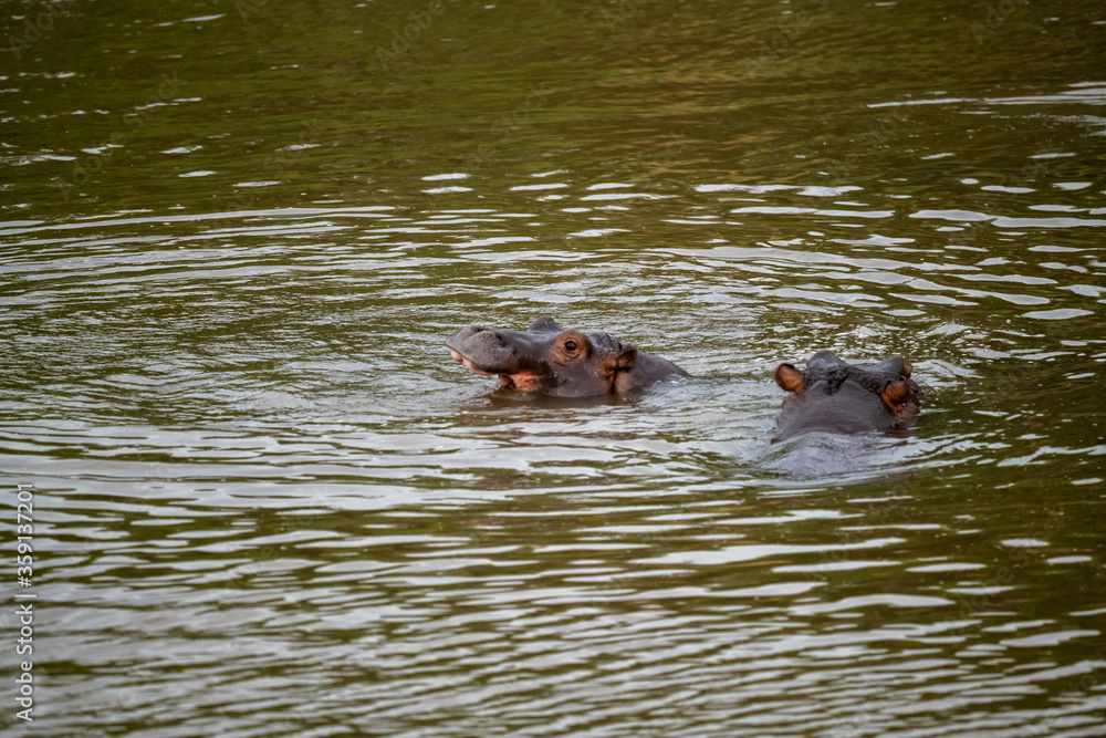 Nearly submerged hippotomus in blue water yawns wide open, showing all its teeth, facing mostly towards the camera, Ngorongoro Conservation Area, Tanzania Nearly submerged hippotomus in blue water yawns wide open, showing all its teeth, facing mostly towards the camera, Ngorongoro Conservation Area, Tanzania