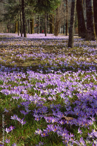 Springtime. Sunny spring day in park. Crocus flowers (Crocus Vernus). Montenegro. Cetinje city