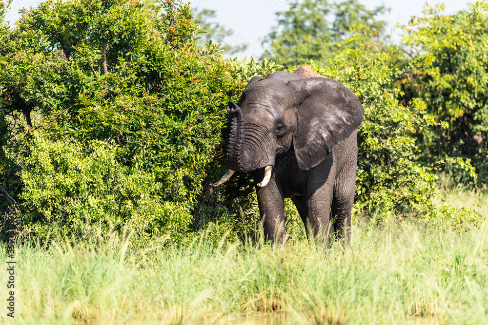 Fototapeta premium Wild african elephant close up, Botswana, Africa