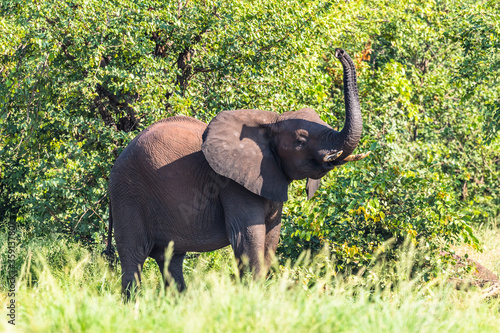 Wild african elephant close up  Botswana  Africa