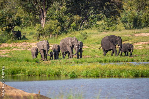 Wild african elephant close up  Botswana  Africa