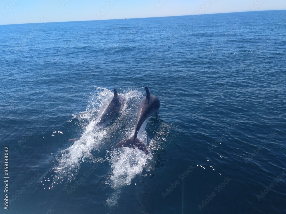 Naklejka premium Dolphins in the atlantic ocean