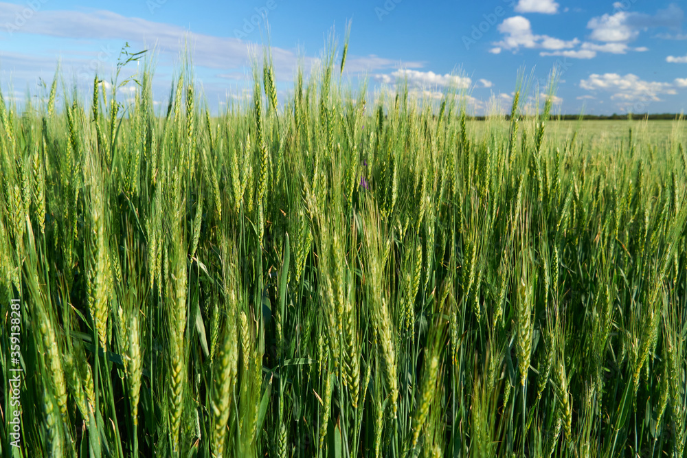 green wheat field on blue sky background green wheat field on blue sky background
