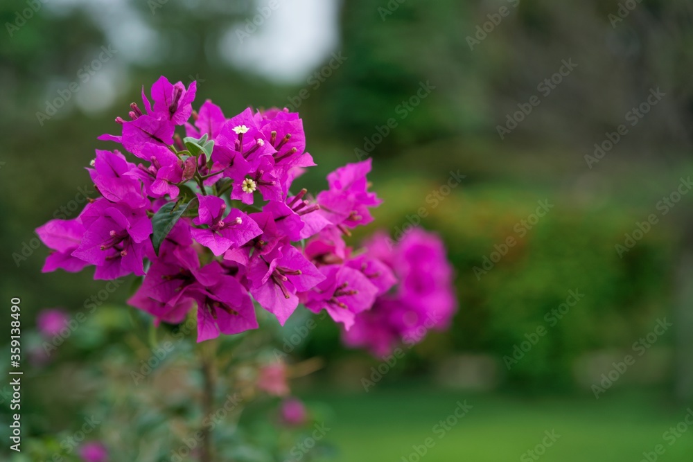 Beautiful purple flowers, selective focus 