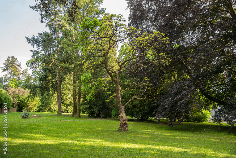 Park with mowed lawn in the summer