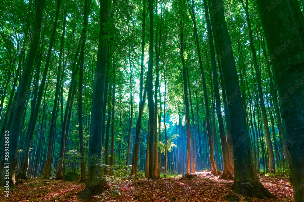 Fototapeta premium Fairytale forest landscape with sunlight in haze