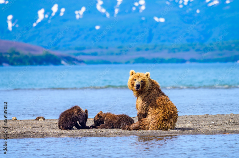 Fototapeta premium Ruling the landscape, brown bears of Kamchatka (Ursus arctos beringianus)