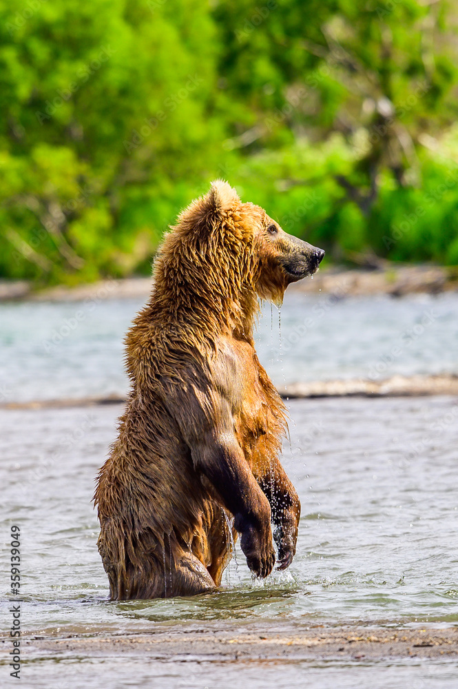 Fototapeta premium Ruling the landscape, brown bears of Kamchatka (Ursus arctos beringianus)