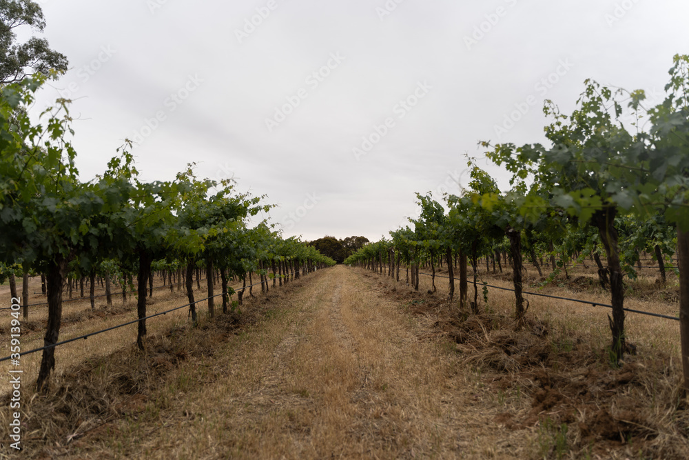 vineyard 