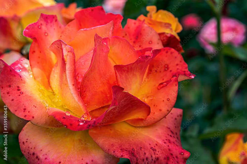 yellow-orange roses with drops of dew on a summer sunny day in the garden