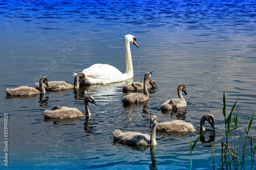 Family of wild swans on the lake. Strong proud bird. Natural wildlife. Close-up photo