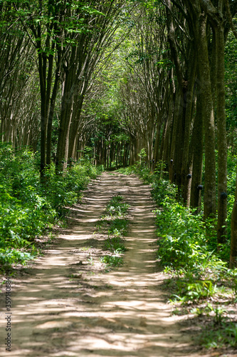 road in the woods nature