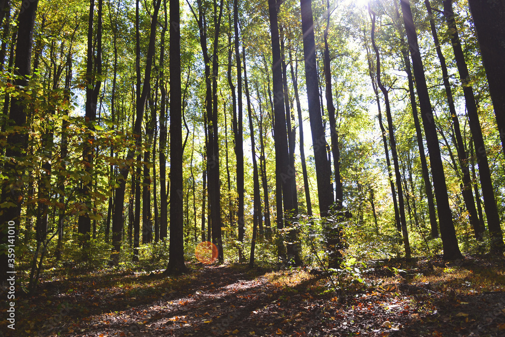 Obraz premium trees in the forest