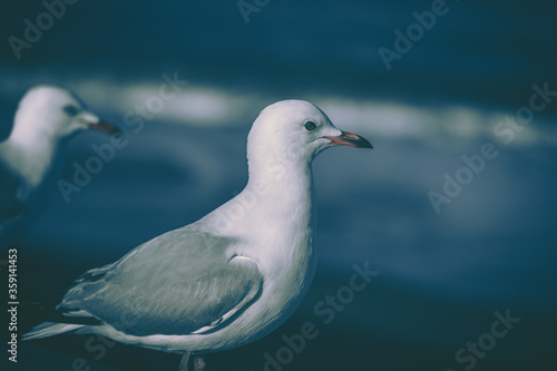 The close-up of sea gull
