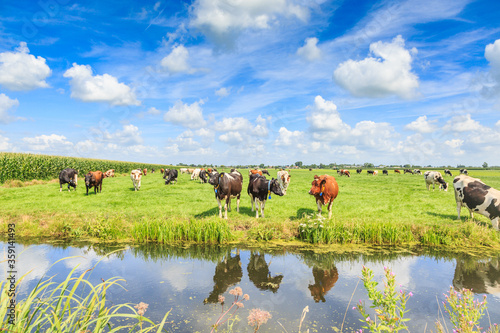 Dutch polder and meadow landscape in the summer with juicy green grass and grazing black and brown white cows against a horizon with hedgerows and farms and a Dutch cloudy sky