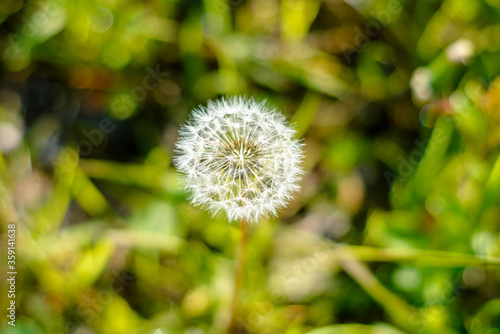 dandelion on green background