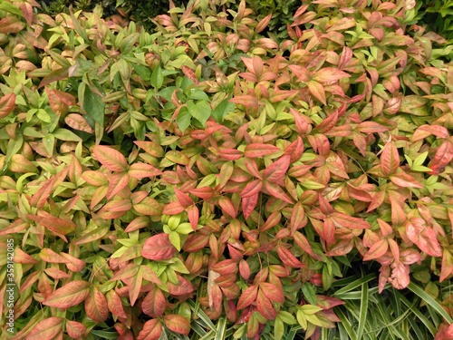 Wallpaper Mural red and yellow leaves Torontodigital.ca