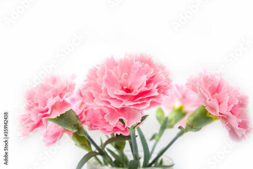 Carnation flover in the vase on a white background. Dianthus caryophyllus.