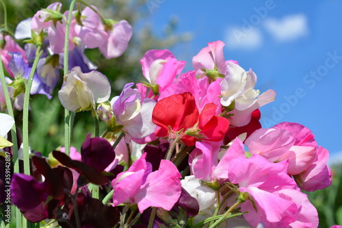 たくさん育った色とりどりのスイートピー、花畑、家庭菜園、畑、花壇、花イメージ素材