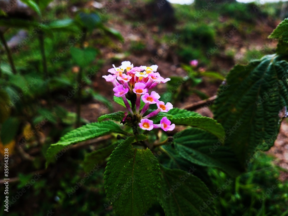 purple flower in a garden purple flower in a garden