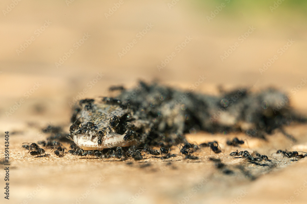 a dead lizard on the ground while the ants eat it