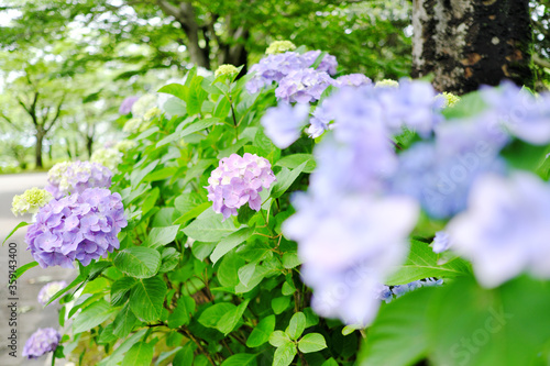 青く綺麗な紫陽花の花