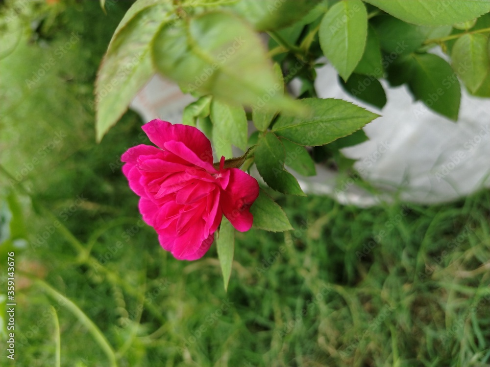 Rose Rose