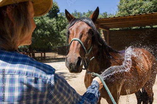Bay horse being showered after a hot summer working day.