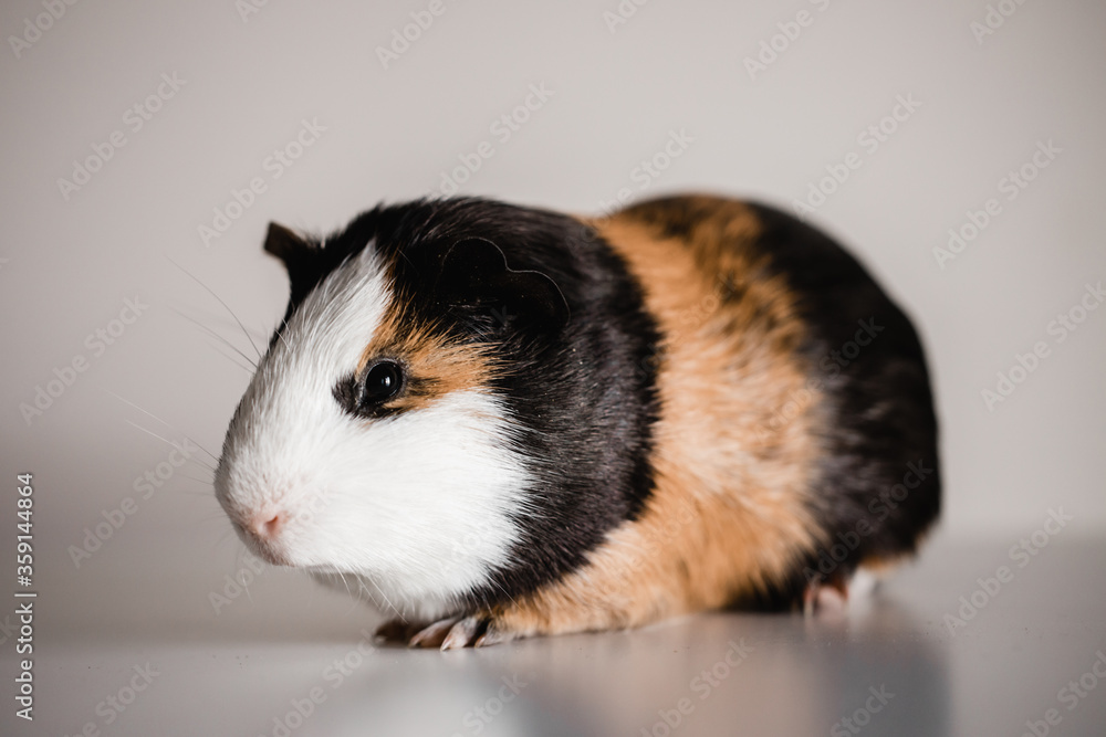 Full body of tri color american guinea pig Full body of tri color american guinea pig