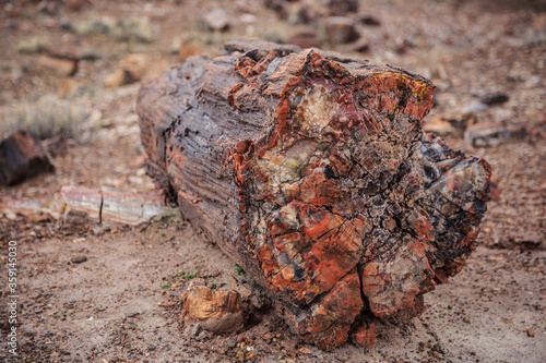 Fields of Petrified Logs at Crystal Forest, Petrified Forest National Park, Arizona