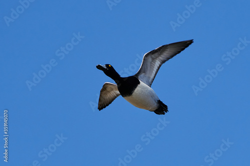 Tufted duck (Aythya fuligula)