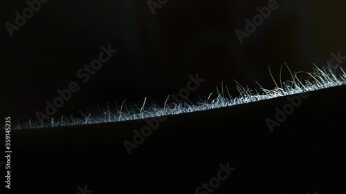 A close-up silhouette of a man's arm hair rising in fear. Goosebumps on the skin.