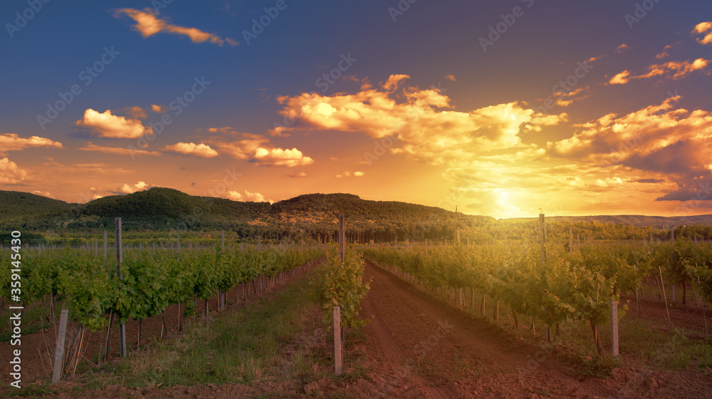 Colorful sunset over a vineyard next to lake Balaton, Hungary, mediterranean landscape with growing grapevine and hills in the setting sun, golden lights, agriculture and wine making concept