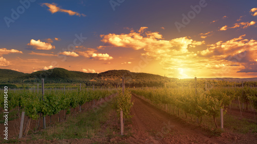 Colorful sunset over a vineyard next to lake Balaton, Hungary, mediterranean landscape with growing grapevine and hills in the setting sun, golden lights, agriculture and wine making concept